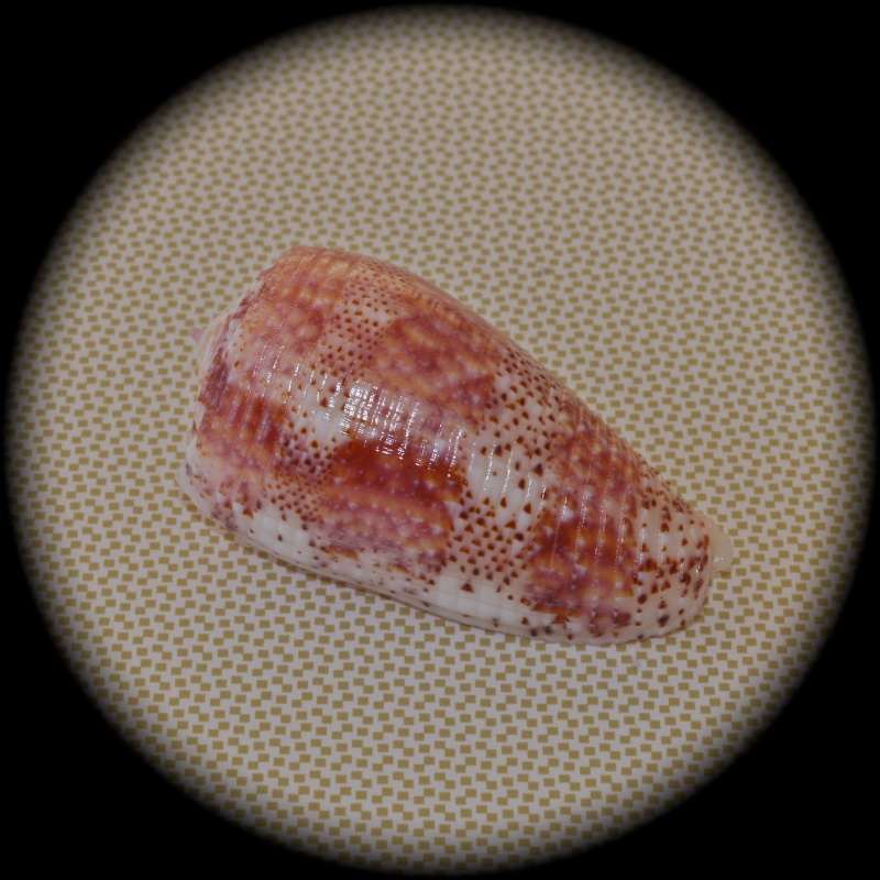 Conus (Textilia) adamsonii   Broderip, 1836 Dsc02610