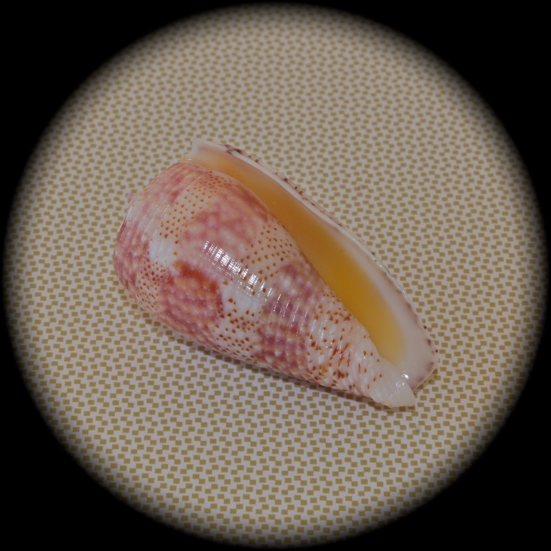 Conus (Textilia) adamsonii   Broderip, 1836 Dsc02612