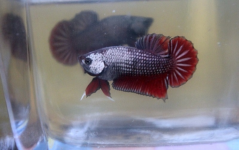 Repro hmpk red dragon platiniumX coper 511