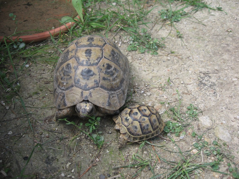 3 nouvelles tortues :) Img_2116