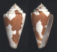 Conus (Stephanoconus) cedonulli   Linnaeus, 1767 Aurant10