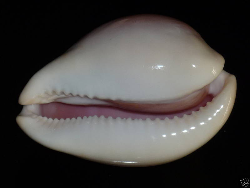 Zoila venusta roseoimmaculata - Raybaudi, 1985 Bgwsw410