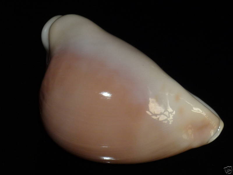 Zoila venusta roseoimmaculata - Raybaudi, 1985 Bgwswc10