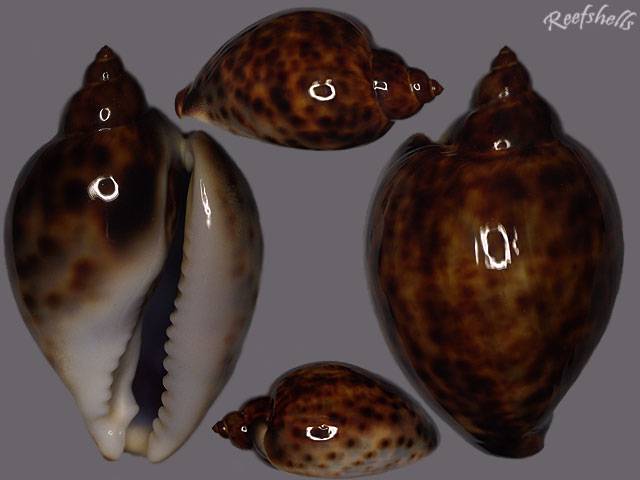 Cypraea tigris tigris Linnaeus, 1758 - Page 4 I0000515