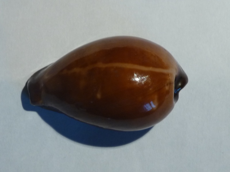 Erronea adusta adusta - (Lamarck, 1810) Memo0014