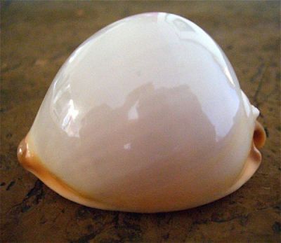 Zoila mariellae - L. Raybaudi, 1983 Normal13