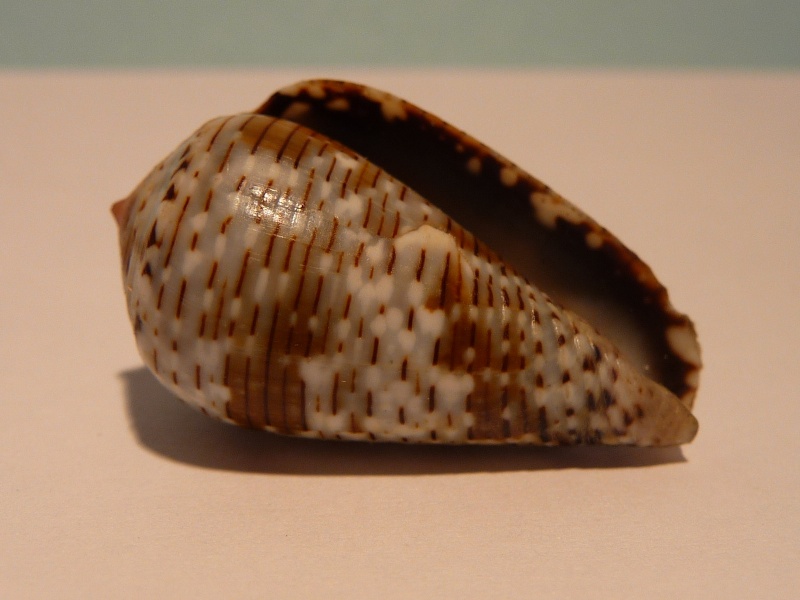 Conus (Virroconus) coronatus Gmelin, 1791 P1030222