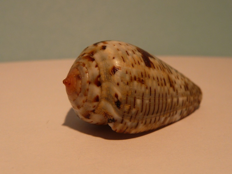 Conus (Virroconus) coronatus Gmelin, 1791 P1030223