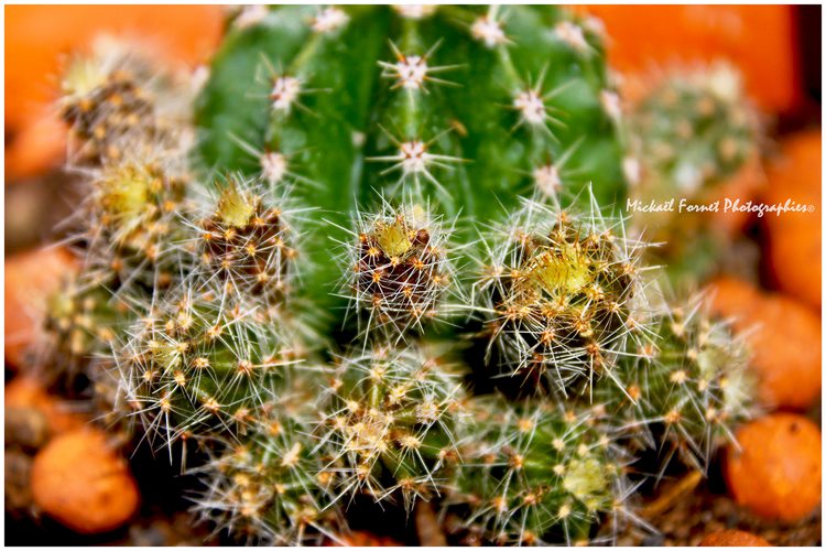 Echinopsis mais lequel??? 25_mai10