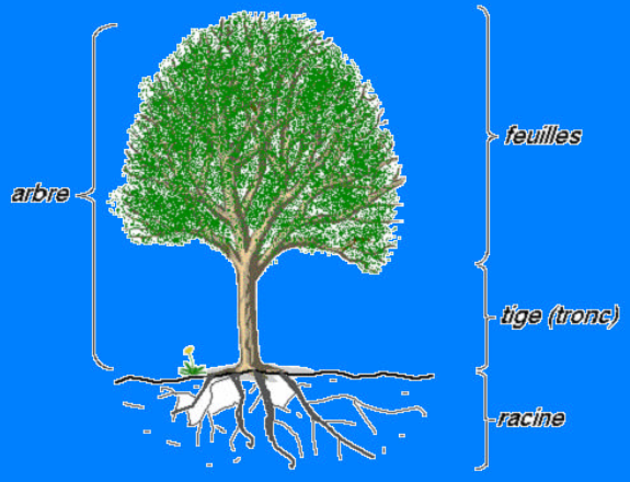 L’arbre symbole et source de vie Arbre10