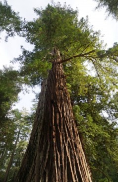 L’arbre symbole et source de vie Sequoi10
