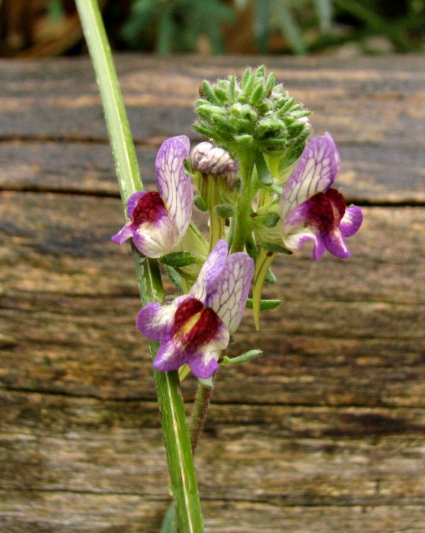 Michis blinder Passagier - was für eine Pflanze ist das? - gelöst: Linaria aeruginea Lin_ae12