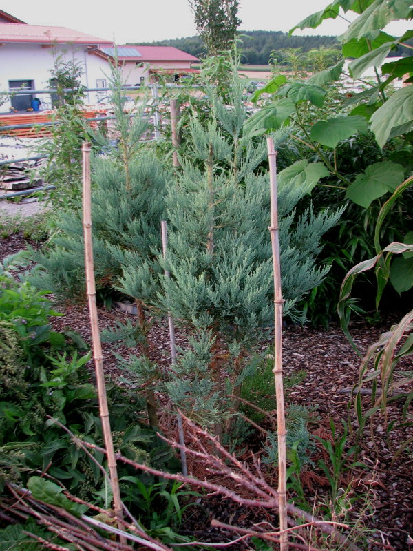 Mammutbäume: Sequoia, Sequoiadendron, Metasequoia - Seite 3 Sequoa10