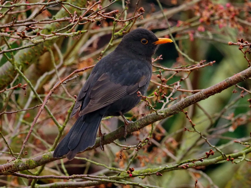 Oiseaux du jardin. P3072210