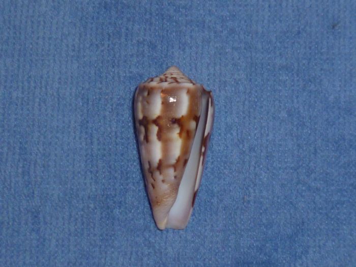 Conus (Pionoconus) gubernator   Hwass in Bruguière, 1792 Gubern11