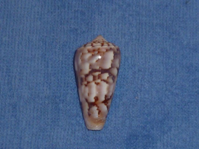 Conus (Pionoconus) gubernator veillardi da Motta, 1990 Gubern13