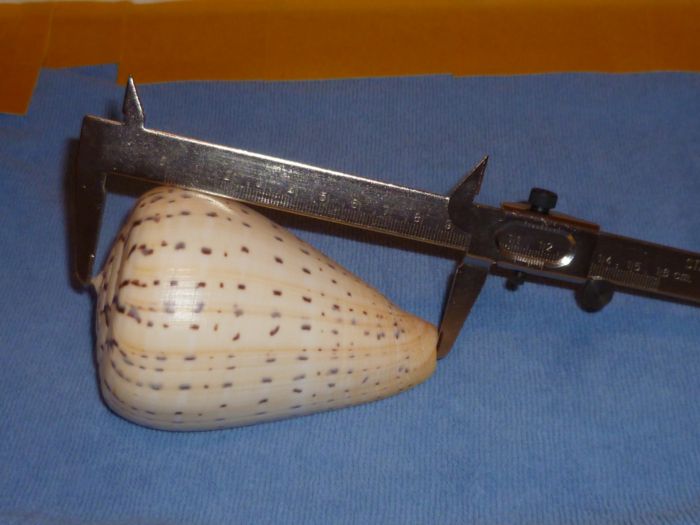 Conus (Dendroconus) betulinus  Linnaeus, 1758 P1000412