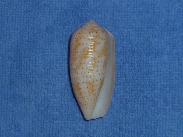Conidae Conus (Hermes) nussatella  Linnaeus, 1758 P1000610
