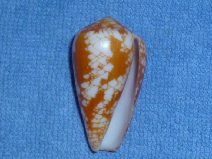 Conus (Darioconus) corbieri   Blöcher, 1994 Pennac10