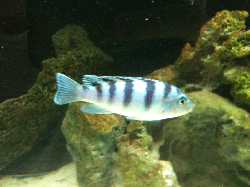 maylandia benetos f0 maylandia lombardoi f0 et pseudo elongatus mpanga f0 melanochromis maingano f1 F_lomb10