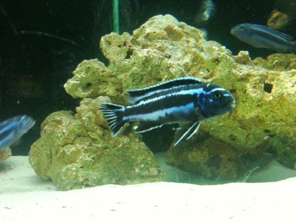 maylandia benetos f0 maylandia lombardoi f0 et pseudo elongatus mpanga f0 melanochromis maingano f1 Mainga10