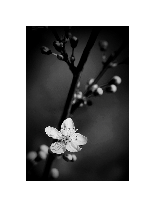 Prunus en noir et blanc Img_1410