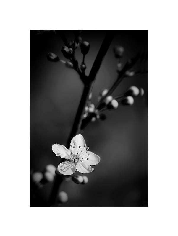 Prunus en noir et blanc Img_1412