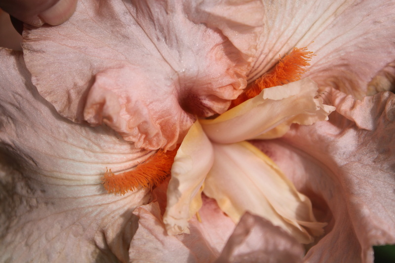 Iris rose pâle abricot - Cath [identification en cours] Iris_010
