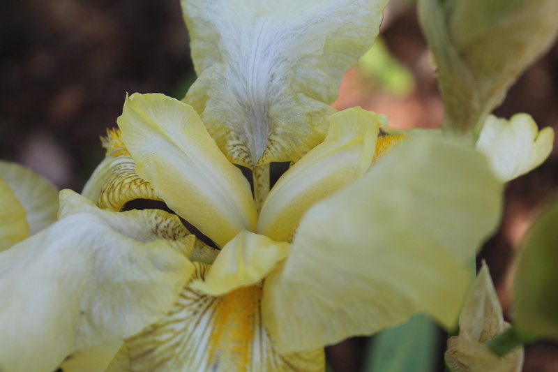Iris ivoire - Cath [identification en cours] Iris_i10