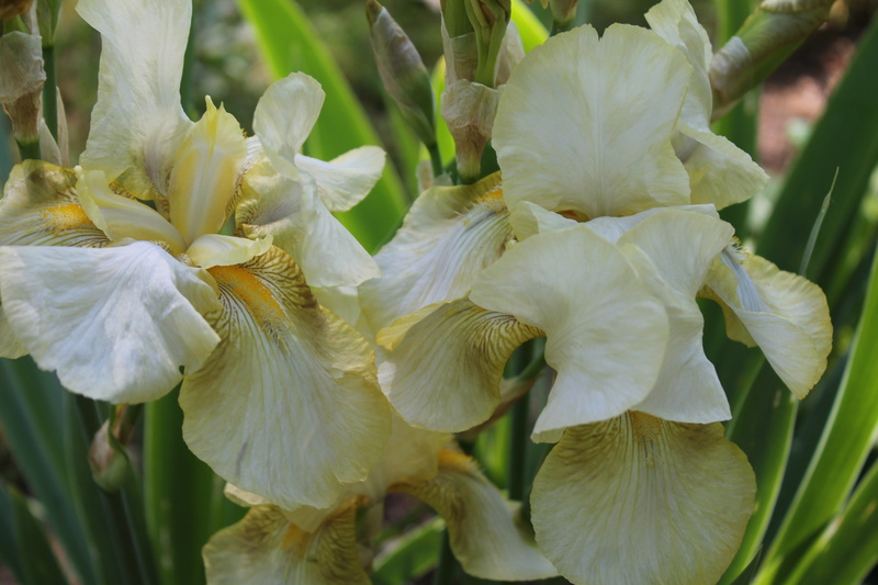 Iris ivoire - Cath [identification en cours] Iris_i11