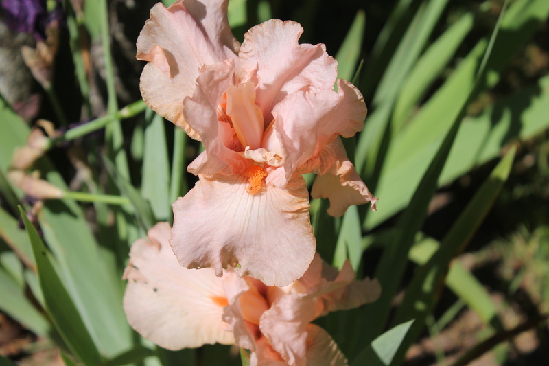 Iris rose pâle abricot - Cath [identification en cours] Iris_i12