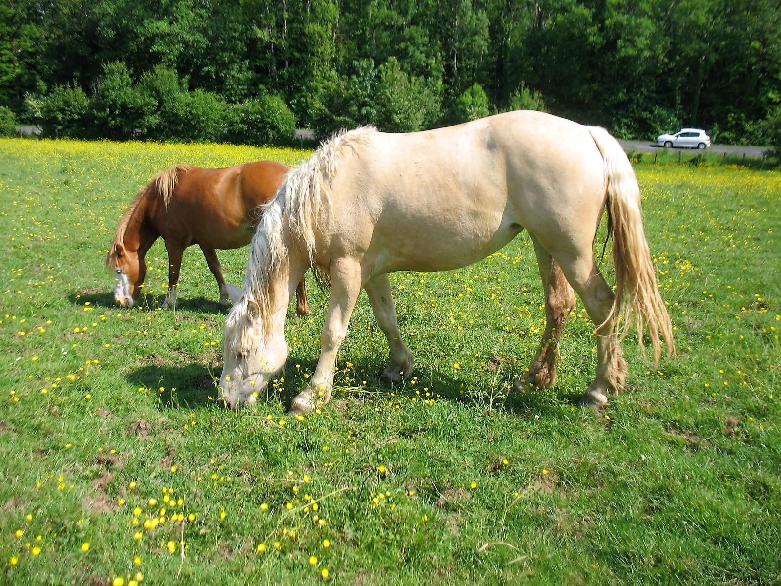 pouliche demi-trait palomino 2 ans ONC Img_1110