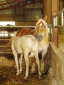 Pouliche ONC 2 ans palomino demi-trait 20-07-12