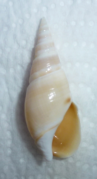 Bullia mauritiana Gray, 1839  Phasom11