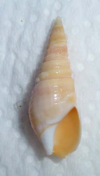 Bullia mauritiana Gray, 1839  Phasom12
