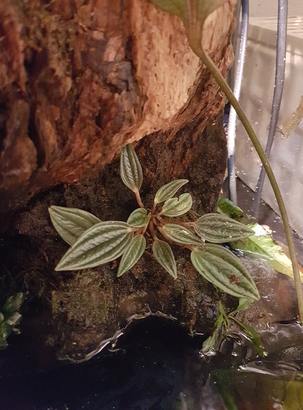 Premier paludarium 20171224