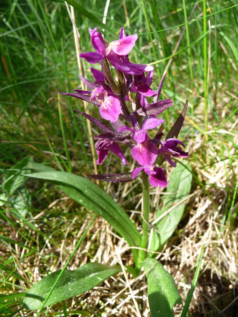 Orchis sureau pourpre bizare P1110021