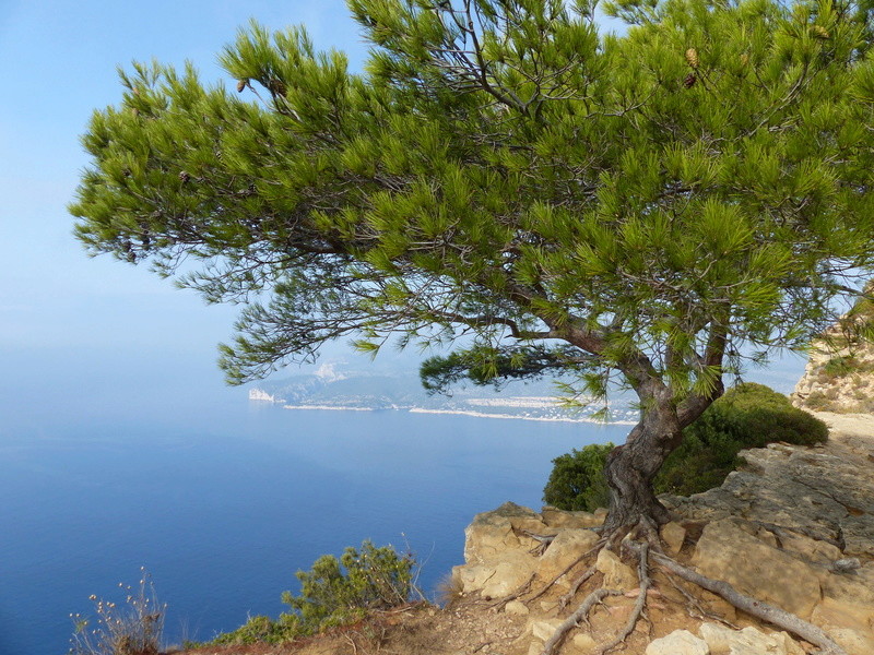 La route des crêtes: La Ciotat/Cassis P1130221