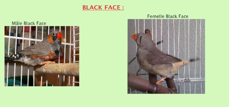 Les Black Faces :  Black_10