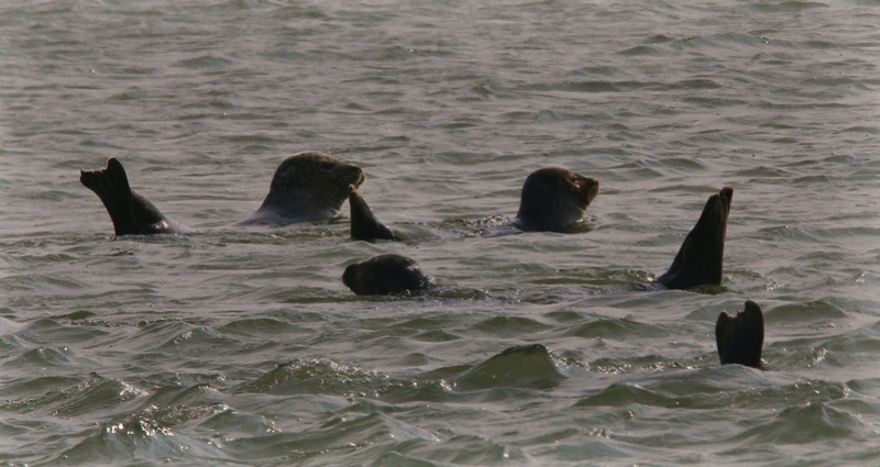 quelques photos d' escapades avec les z'amis de Fotaniflo en baie de Somme  Ok_rv_54