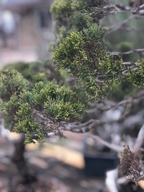 Ashe Juniper problem Img_0411