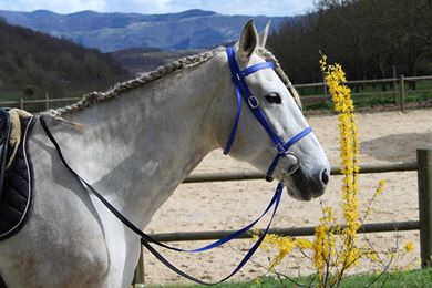 Equi-Création, Matériel équestre sur mesure spécialisé en Biothane 30715610