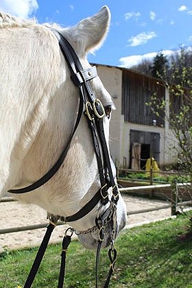 Equi-Création, Matériel équestre sur mesure spécialisé en Biothane 30724510