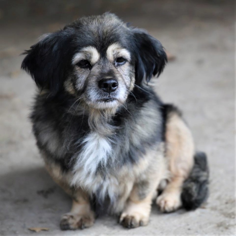 Bobby, chien mâle de petite taille, très clin et sociable  22894910