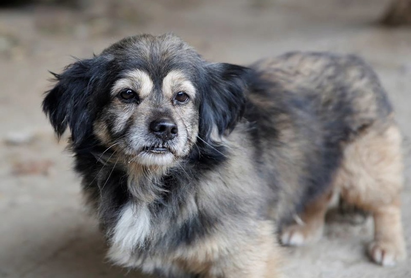 Bobby, chien mâle de petite taille, très clin et sociable  22901510