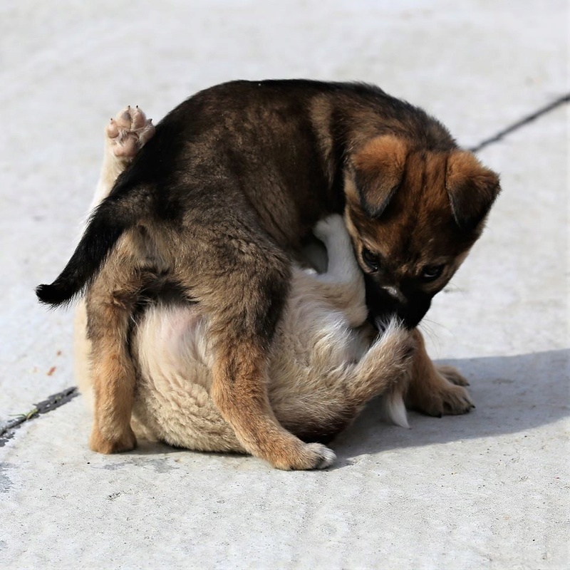 Sauvetage de 5 chiots abandonnés sur la ceinture  23318910