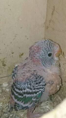 Bebe Perruche Impression Qu Il Perd Ses Plumes