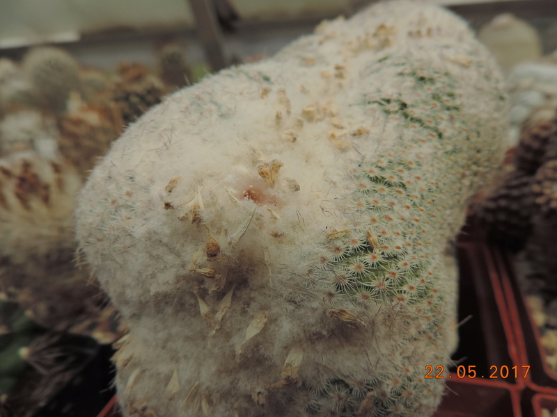 Cacti and Sukkulent in Köln, every day new flowers in the greenhouse Part 183 Bild1005