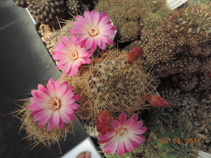 Cacti and Sukkulent in Köln, every day new flowers in the greenhouse Part 184 Bild1070