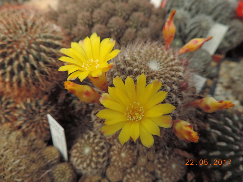 Cacti and Sukkulent in Köln, every day new flowers in the greenhouse Part 184 Bild1071